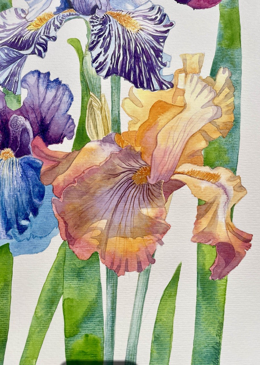 Irises-Original Watercolor Painting A2 (42*59,4 cm)
