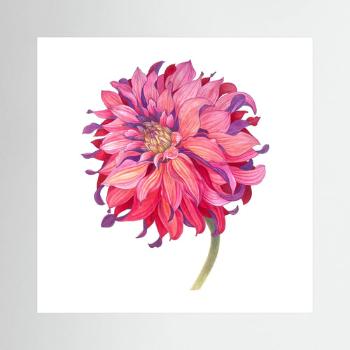 Chrysanthemum | Canvas Print