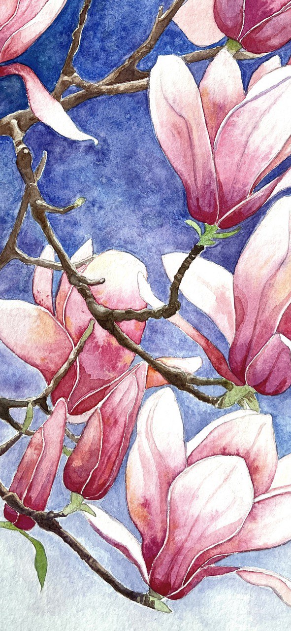 Magnolia - Original watercolour painting