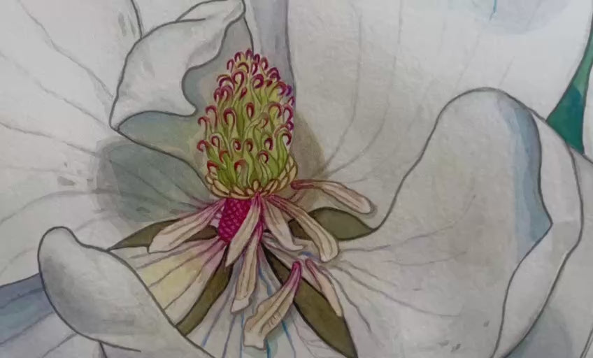Magnolia Grandiflora | Original Watercolor Painting 57*75 cm